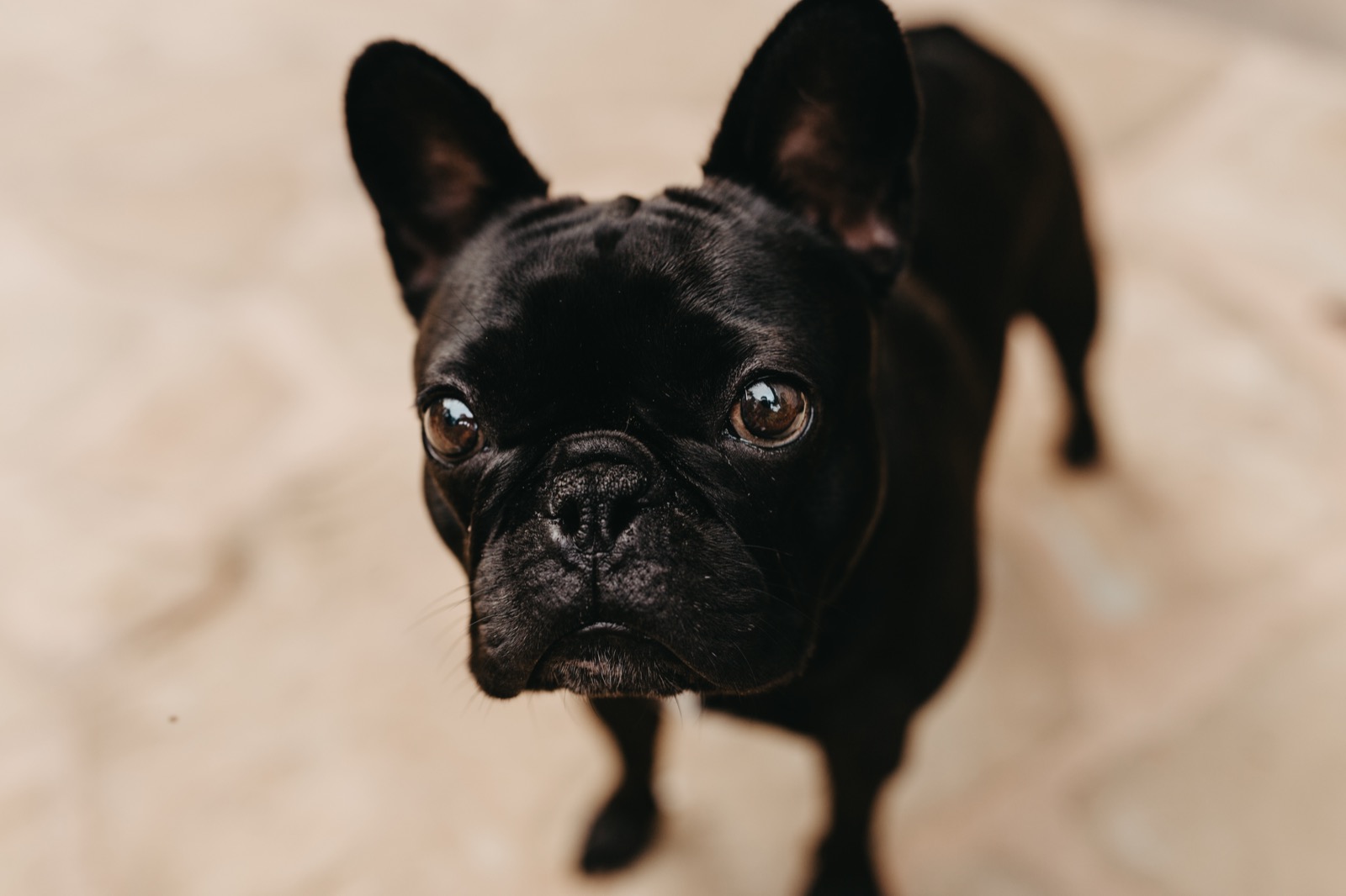 Palmer the Frenchie