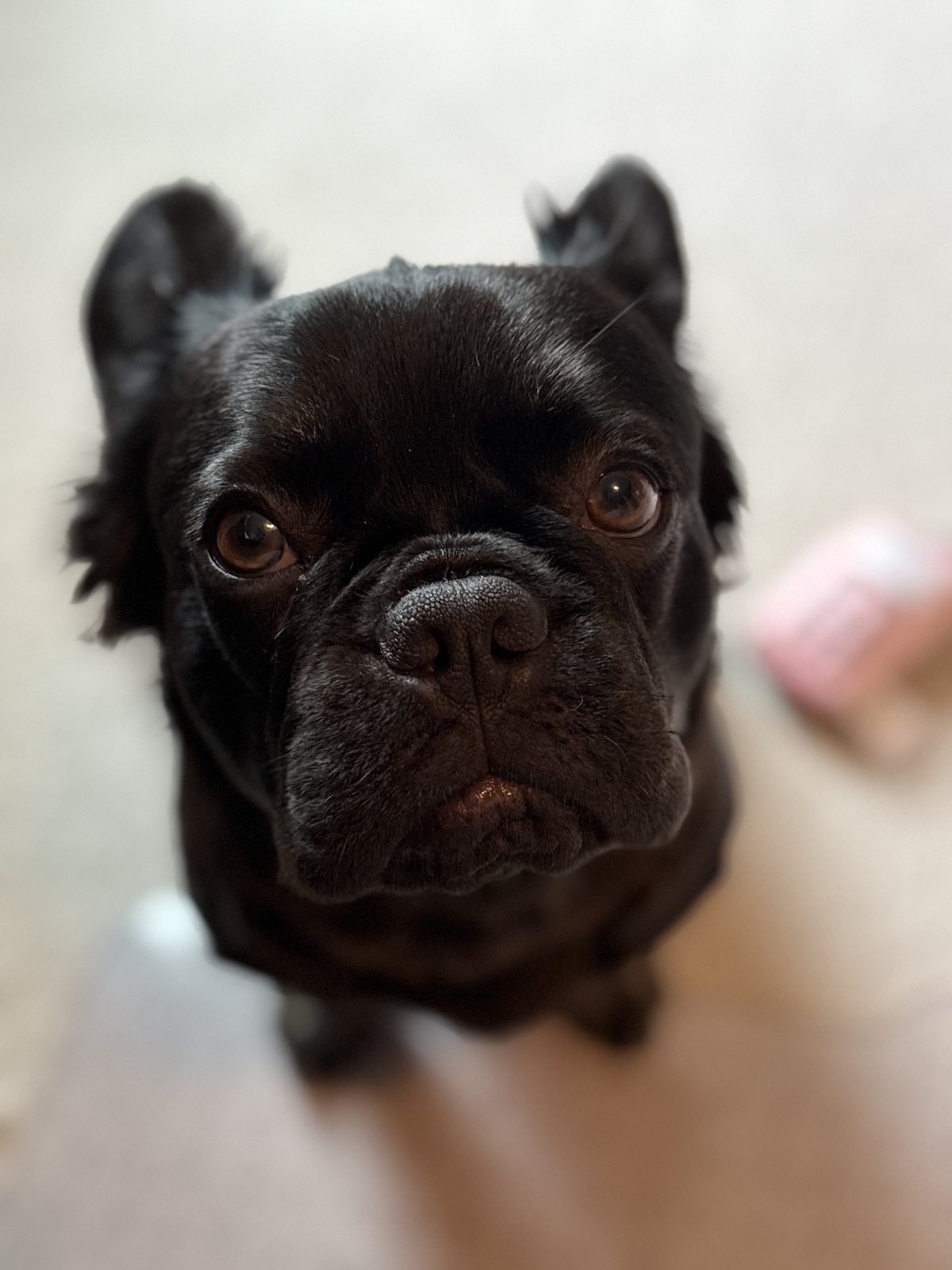 Rosie the Frenchie