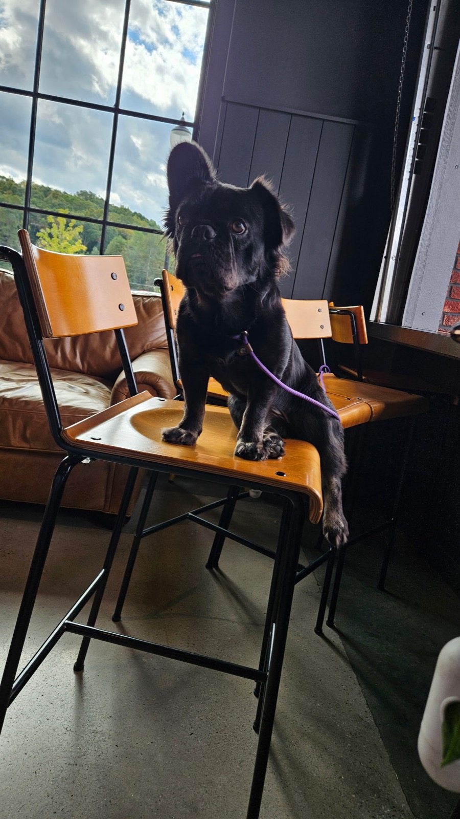 Frenchie on a brewery patio