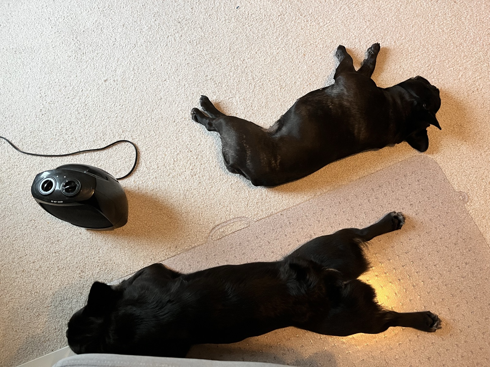 Palmer and Rosie sprawled out at home