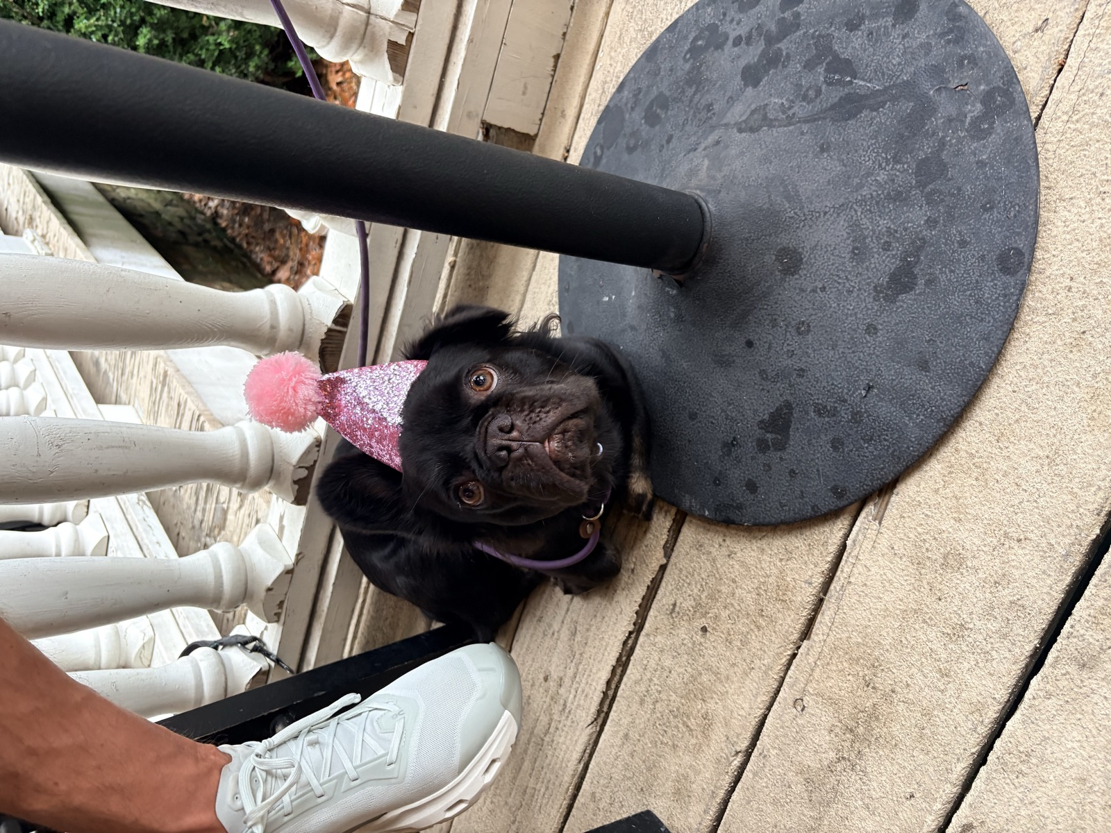 Rosie on a bar stool
